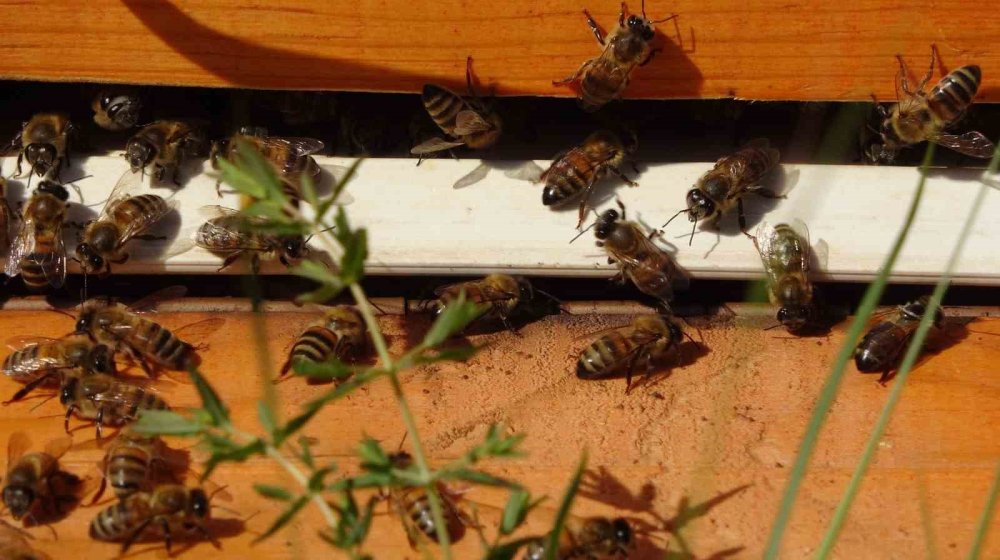 Şifa deposu polende hasat başladı