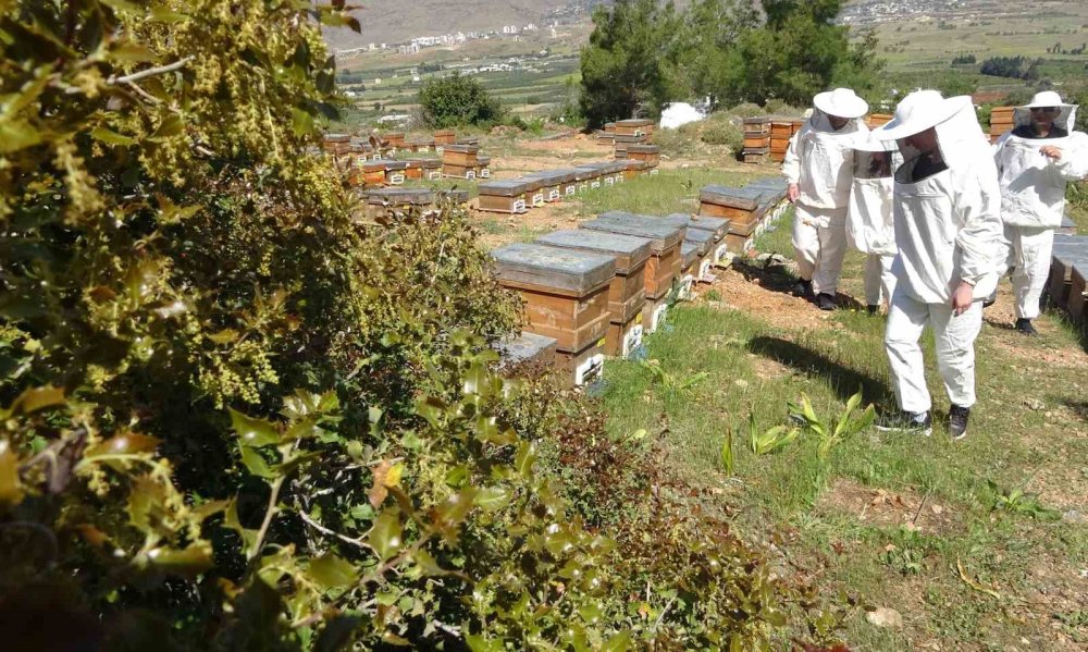 Şifa deposu polende hasat başladı