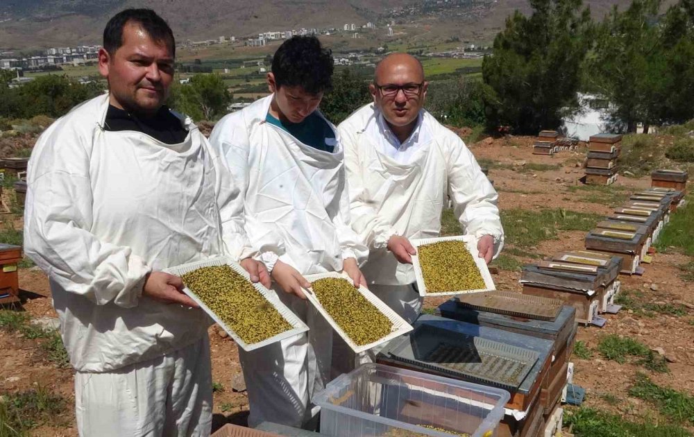 Şifa deposu polende hasat başladı