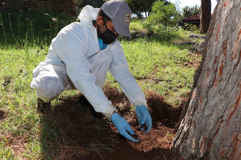 Alanya Kale Bölgesine Böcek Salındı