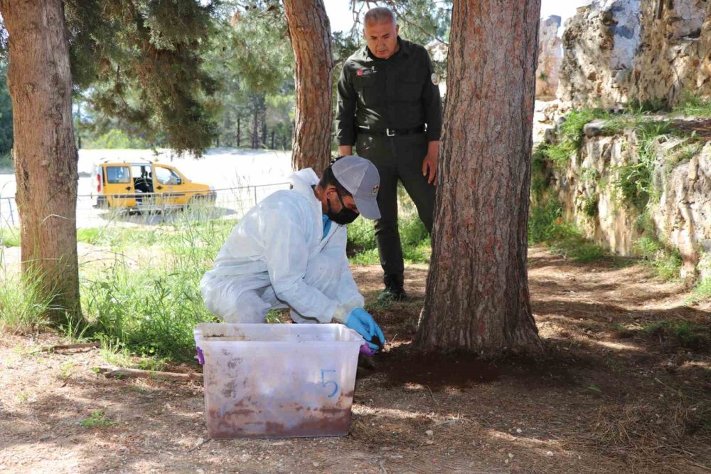 Alanya Kale Bölgesine Böcek Salındı