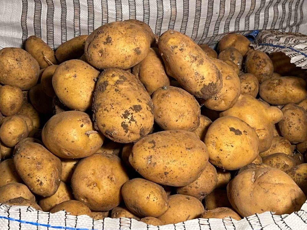 Nevşehir’in Yer Altı Soğuk Hava Depolarından Tohumluk Patates Sevkiyatı Başladı