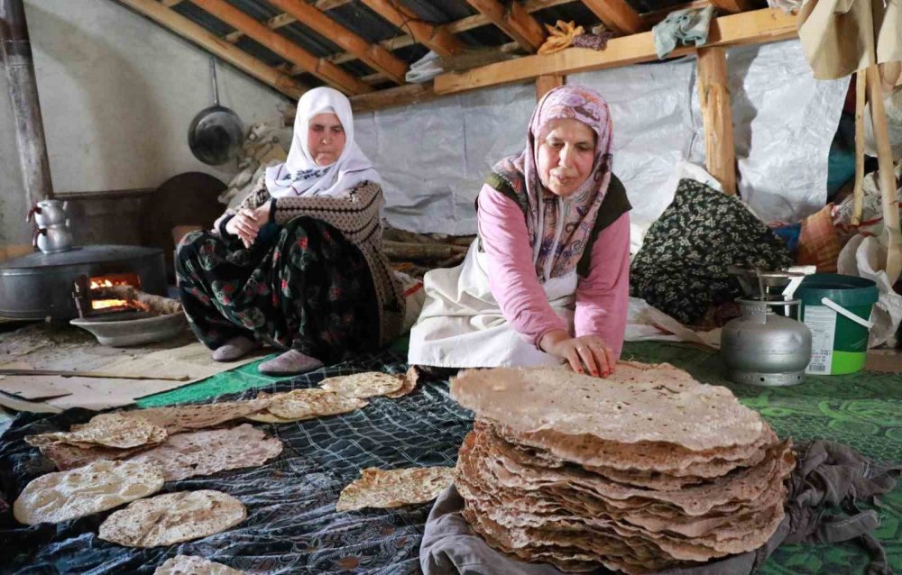 Torosların yaban armudu Hadim'de şifaya dönüşüyor