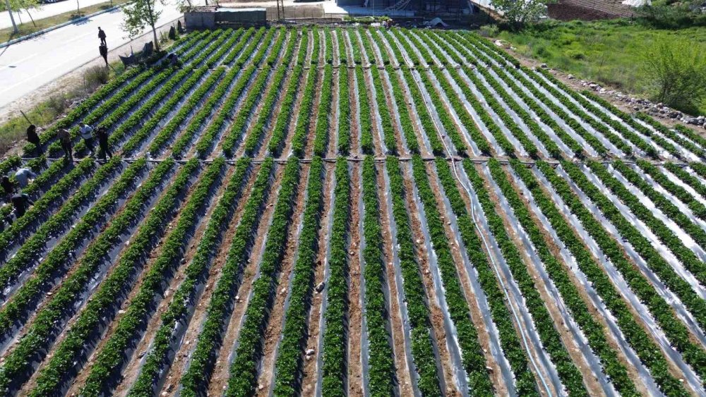 Ünü ülke sınırlarını aştı: 9 bin 300 ton rekolte bekleniyor