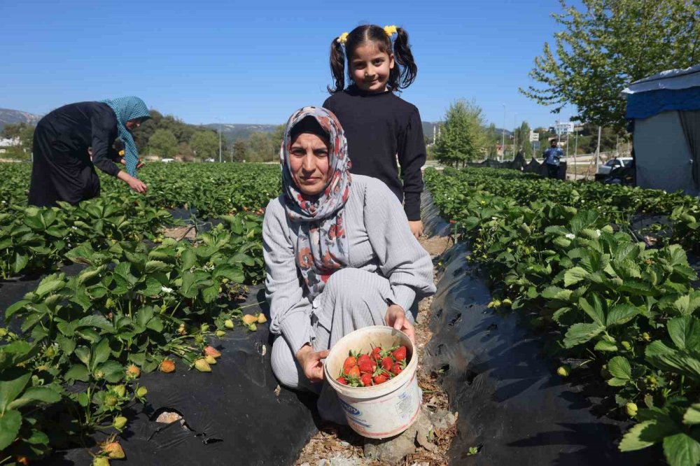 Ünü ülke sınırlarını aştı: 9 bin 300 ton rekolte bekleniyor