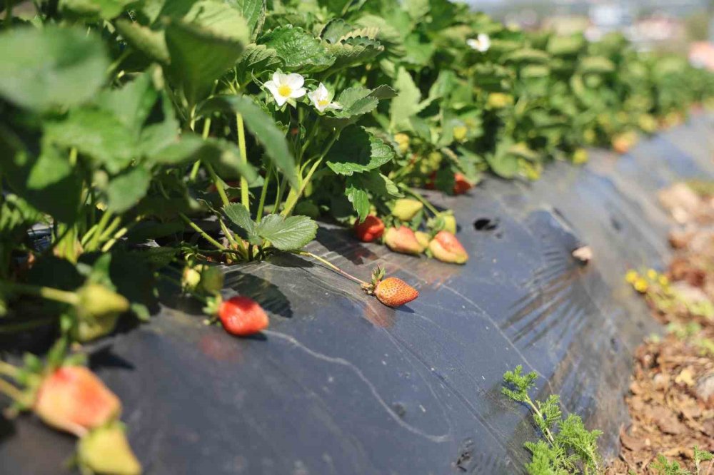 Ünü ülke sınırlarını aştı: 9 bin 300 ton rekolte bekleniyor