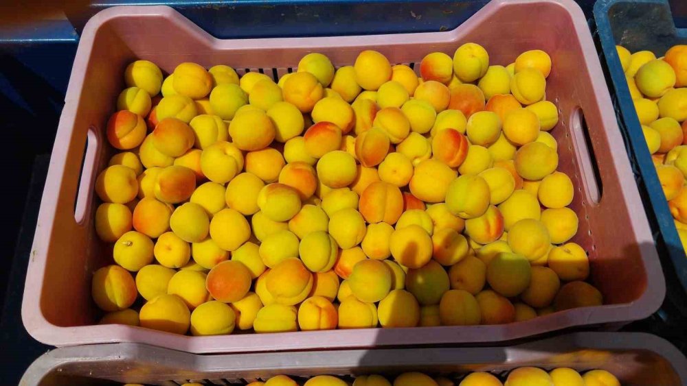 Kayısı Hasadı Başladı: İlk Ürün 500 TL’den Satıldı!