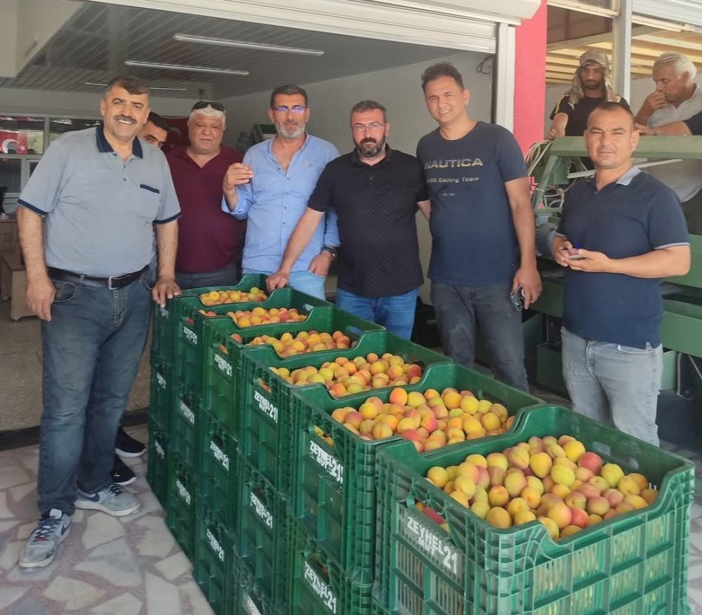 Kayısı Hasadı Başladı: İlk Ürün 500 TL’den Satıldı!