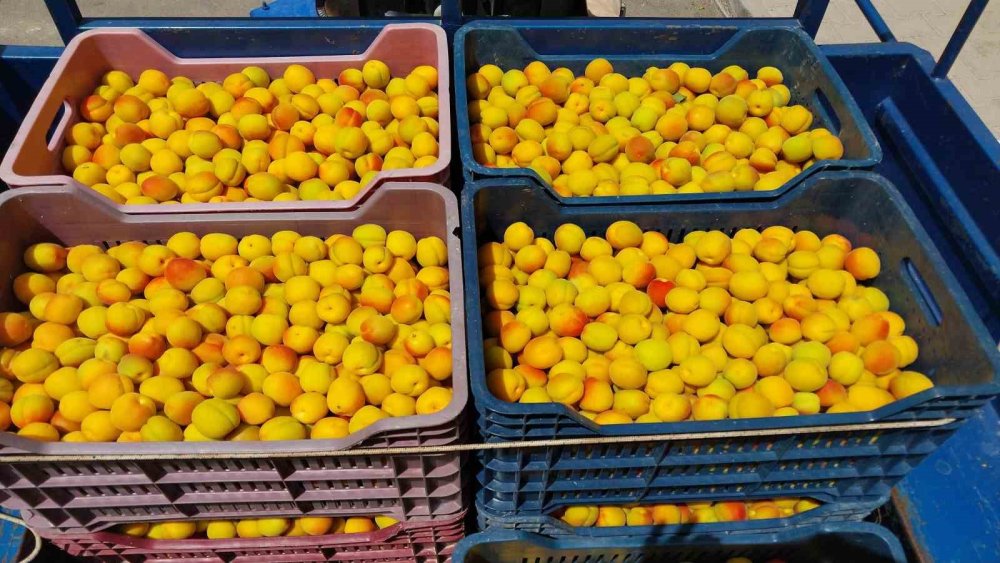 Kayısı Hasadı Başladı: İlk Ürün 500 TL’den Satıldı!