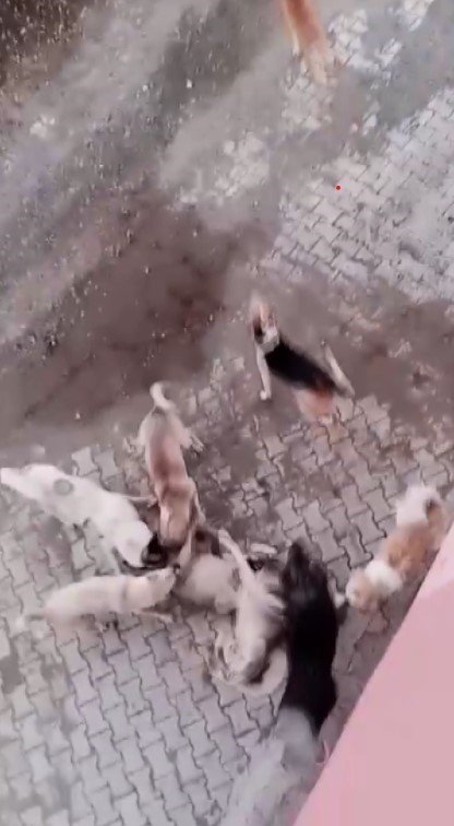 Hatay'da dehşet anları: 7 köpek, 2 köpeğe saldırdı