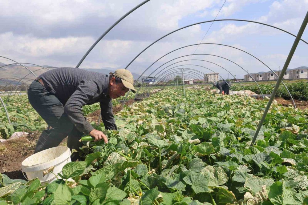 Amik Ovası'nda salatalık hasadı başladı: Tarlada 15 TL