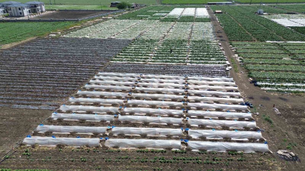 Amik Ovası'nda salatalık hasadı başladı: Tarlada 15 TL