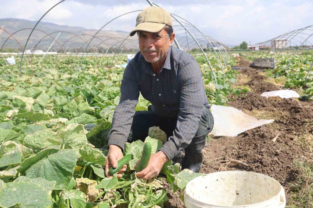 Amik Ovası'nda salatalık hasadı başladı: Tarlada 15 TL