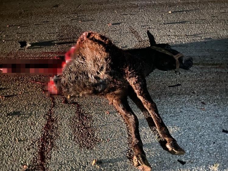 Ankara'nın başıboş eşek sorunu
