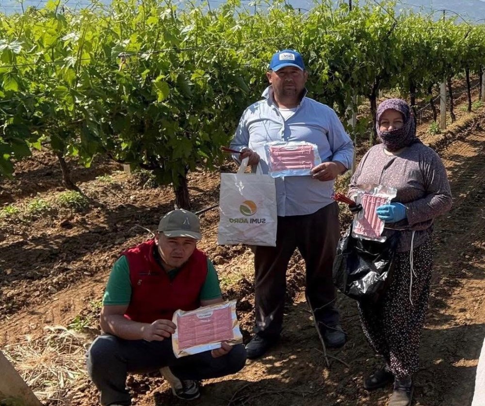 Manisa'nın bağlarını Japon tuzağı koruyacak