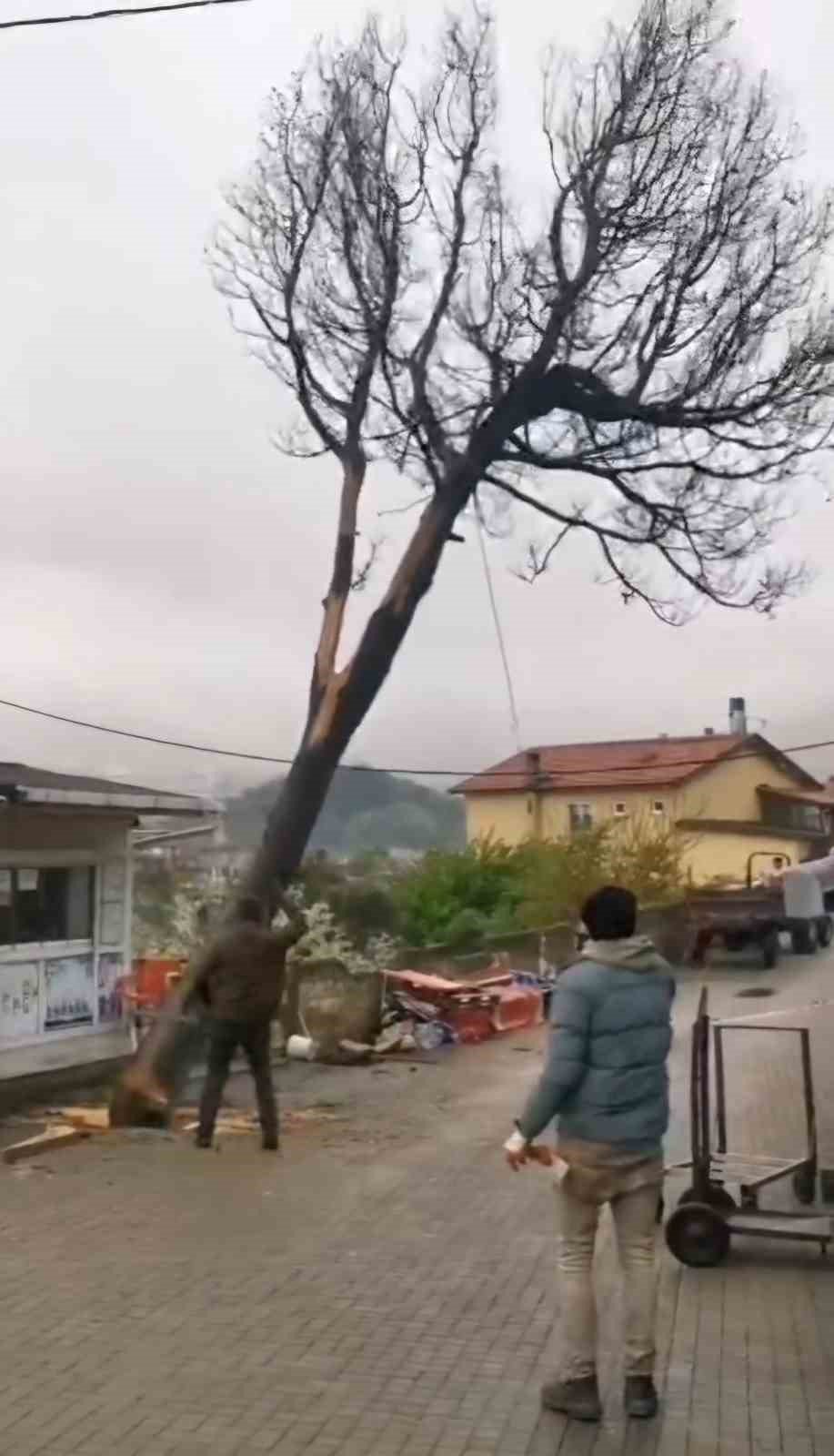 Amasra’nın simgesi ‘Ağlayan Ağaç’ güvenlik gerekçesiyle kesildi