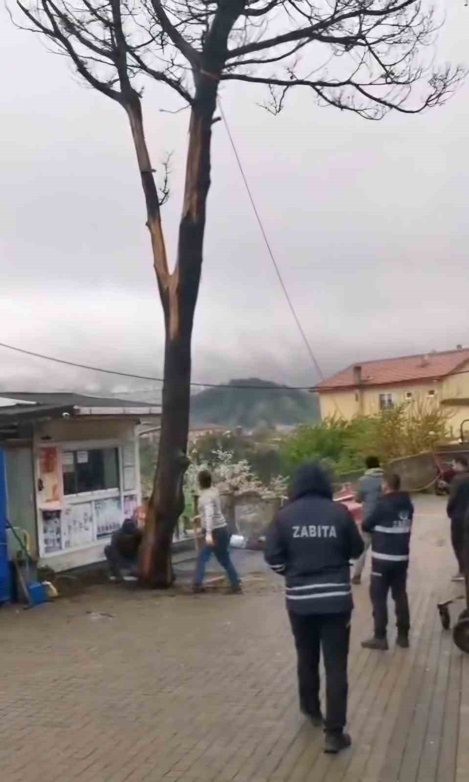 Amasra’nın simgesi ‘Ağlayan Ağaç’ güvenlik gerekçesiyle kesildi