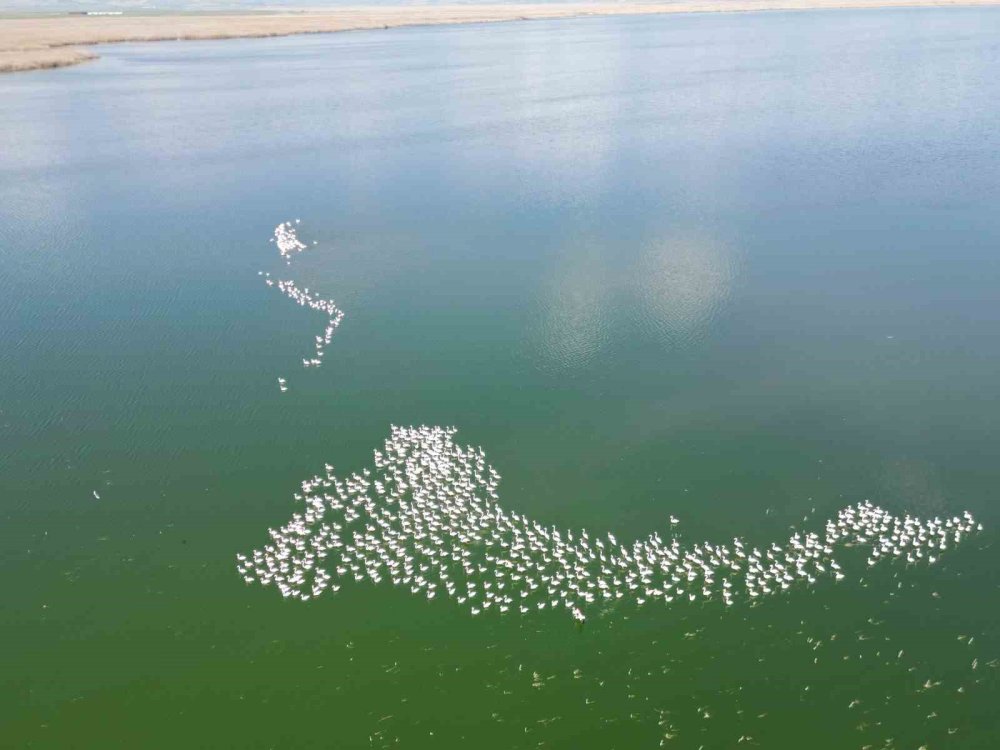 Eber Gölü’nde Bahar Coşkusu: Allı Turnalar Yine Geldi