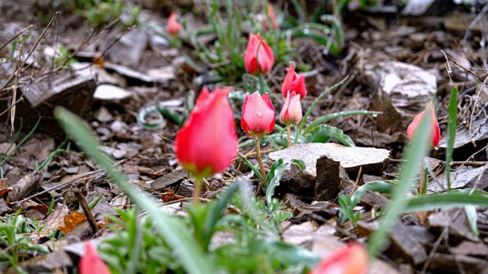 Yılda sadece 15 gün görülüyor, gören telefona sarılıyor