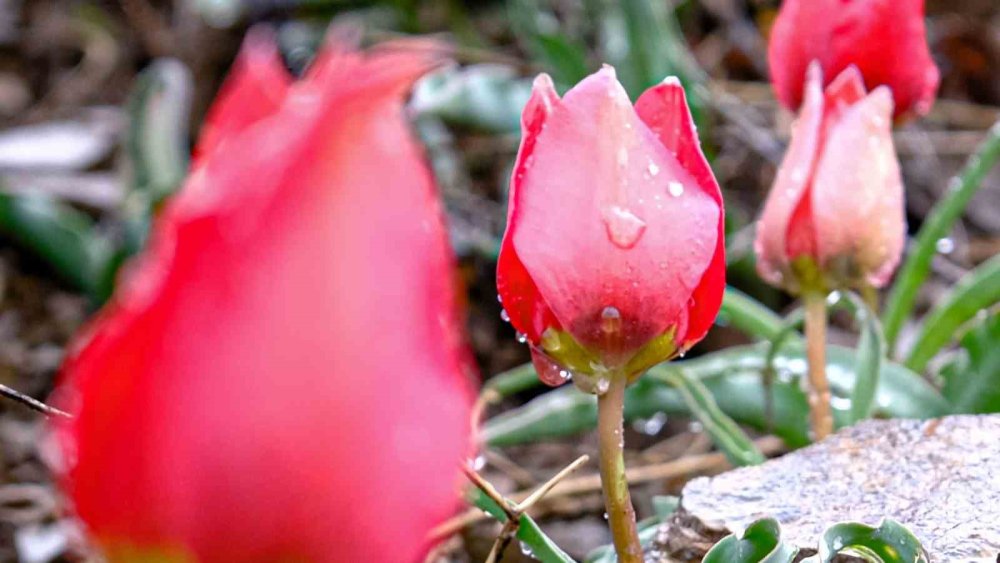 Yılda sadece 15 gün görülüyor, gören telefona sarılıyor