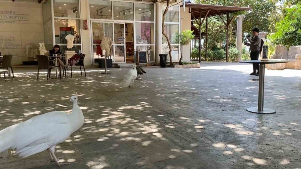 Antalya Arkeoloji Müzesi’nin Simgesi Tavus Kuşları Ziyaretçilerin Gözdesi Oldu