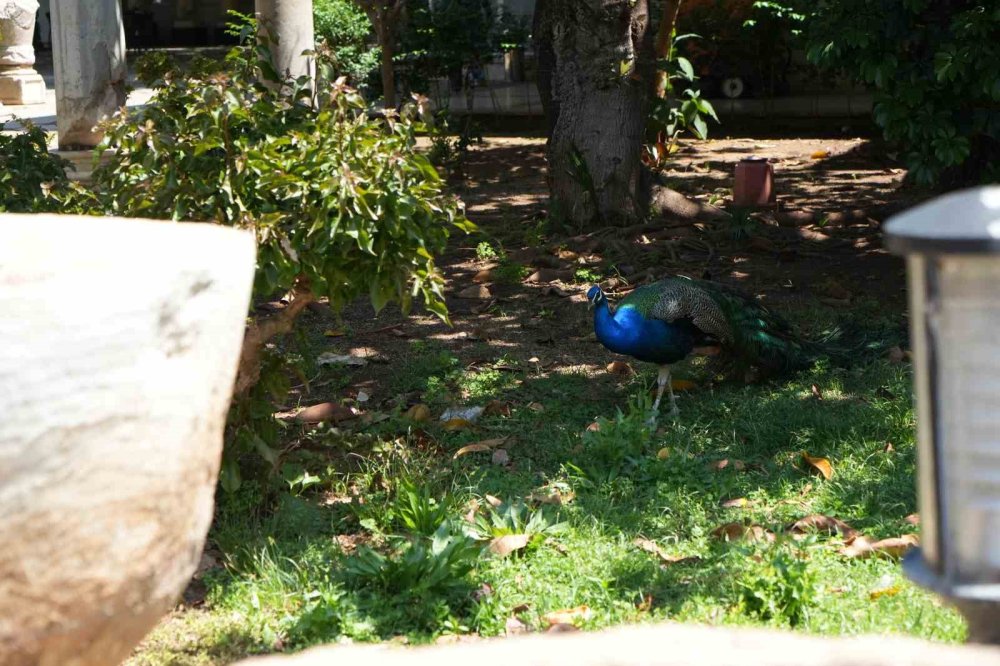 Antalya Arkeoloji Müzesi’nin Simgesi Tavus Kuşları Ziyaretçilerin Gözdesi Oldu