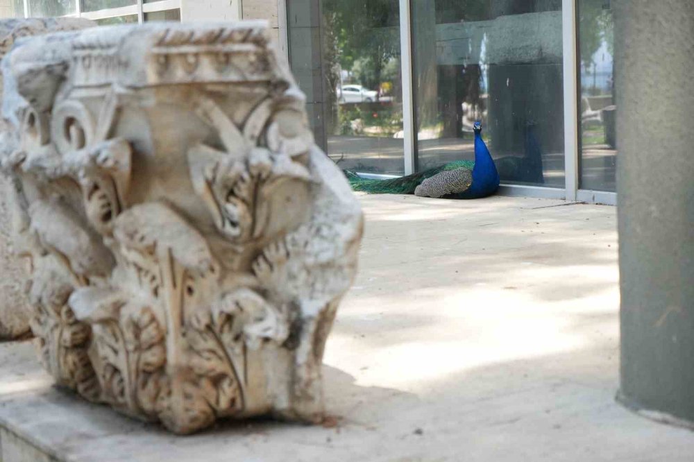 Antalya Arkeoloji Müzesi’nin Simgesi Tavus Kuşları Ziyaretçilerin Gözdesi Oldu
