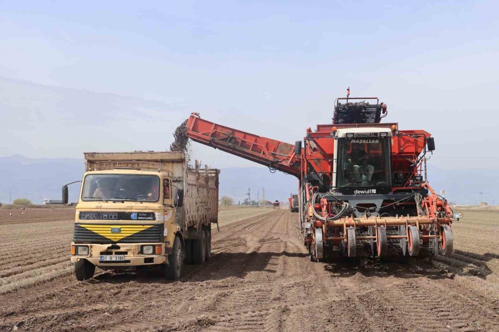 Siyah Havuç Hasadında Rekor Verim: Tonu 4.900 TL’den Alıcı Buluyor
