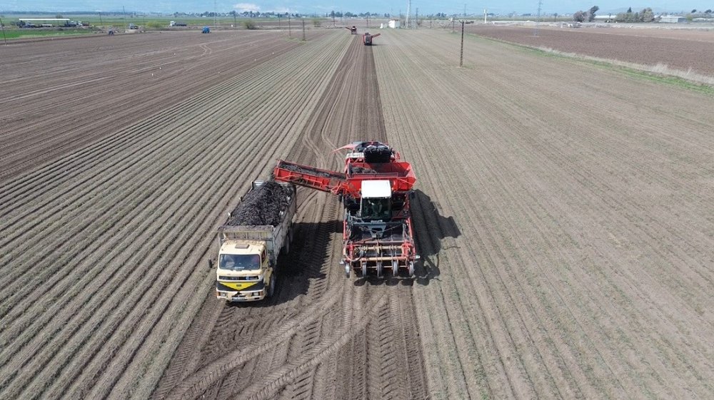 Siyah Havuç Hasadında Rekor Verim: Tonu 4.900 TL’den Alıcı Buluyor