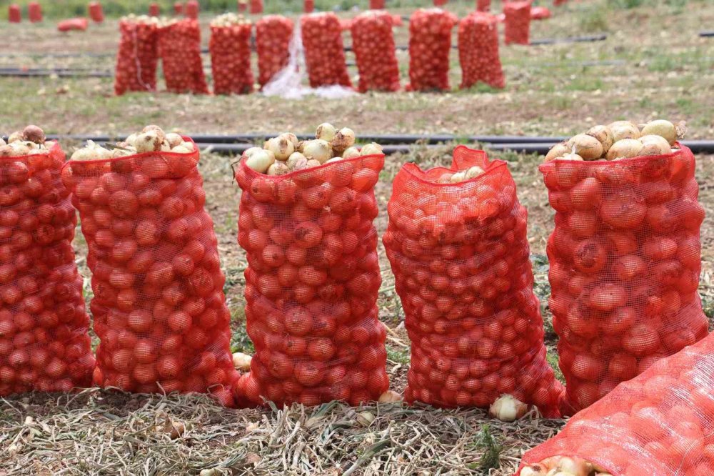 Don ve kuraklık soğanı teğet geçti: Tarlada 8 lira