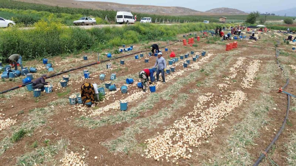 Don ve kuraklık soğanı teğet geçti: Tarlada 8 lira
