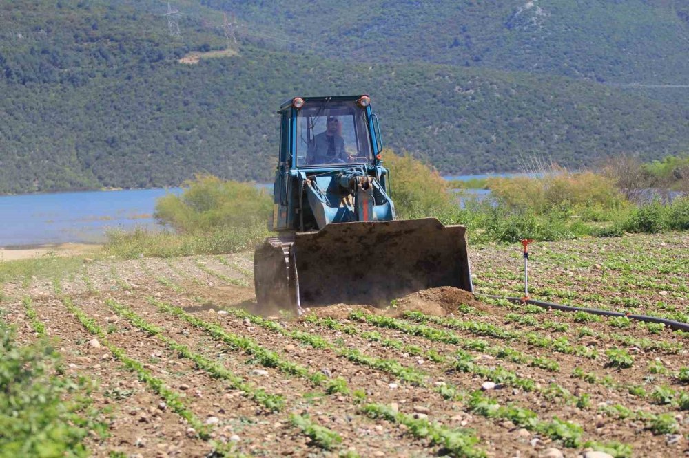 DSİ iş makineleri ekili arazileri dümdüz etti: Çiftçiler isyan etti