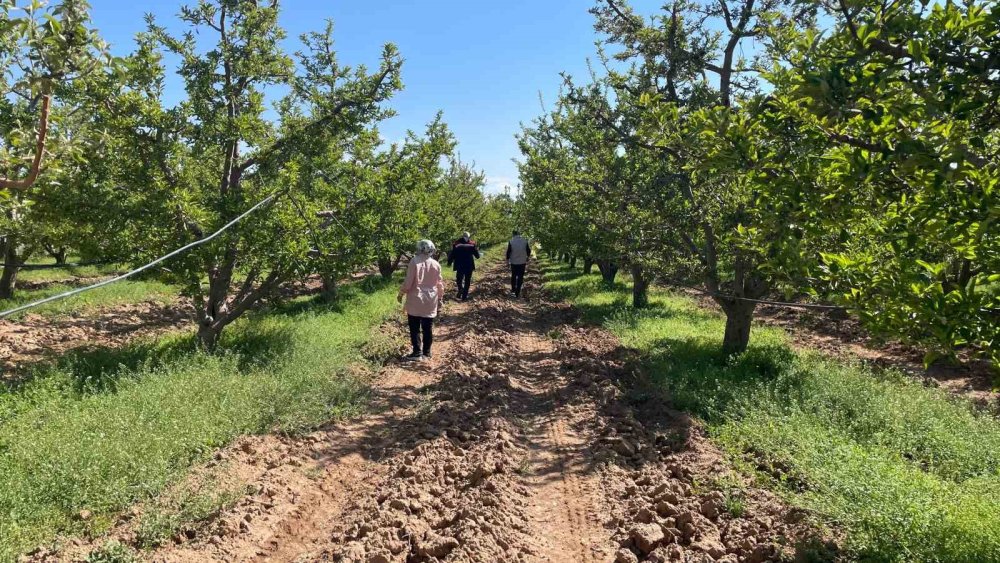 Konya'nın meyve bahçeleri bu yaz meyve verecek mi?