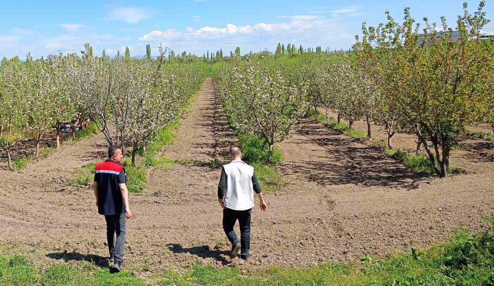 Konya'nın meyve bahçeleri bu yaz meyve verecek mi?