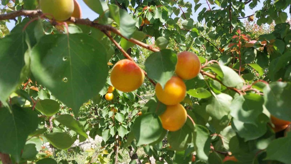 Mut’ta Kayısı Bereketi: İhracat Hızlandı, Fiyat Geriledi