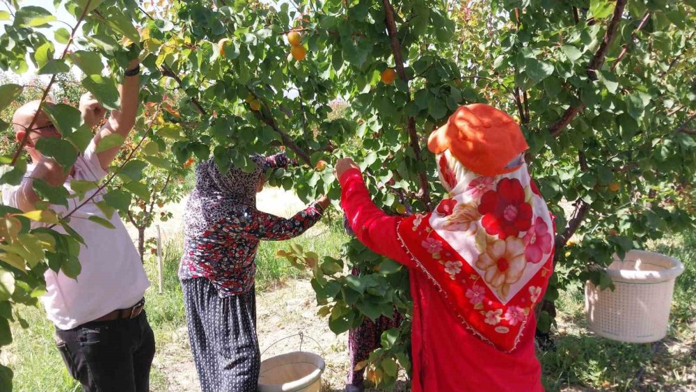Mut’ta Kayısı Bereketi: İhracat Hızlandı, Fiyat Geriledi