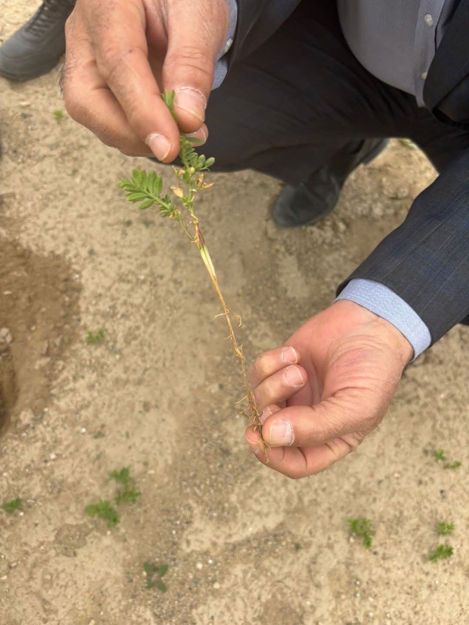 Konya'da don sonrası tarım arazilerinde incelemeler sürüyor