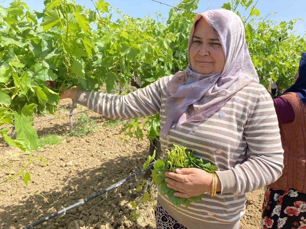 Üretici de tüketici de meyvenin değil yaprağın peşinde