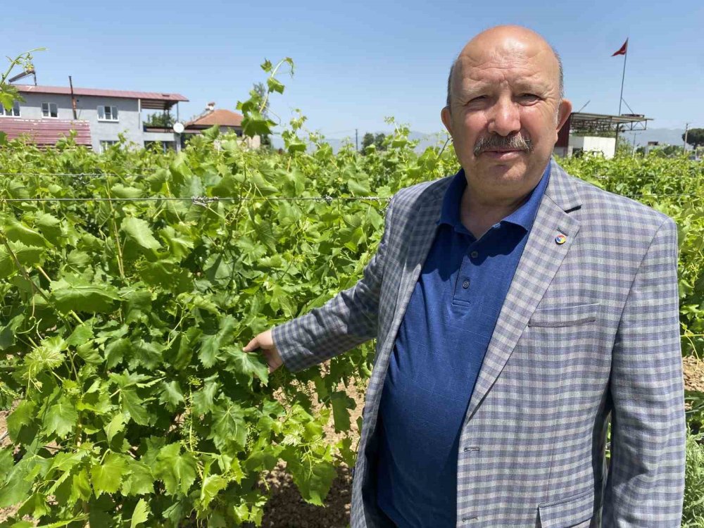 Üretici de tüketici de meyvenin değil yaprağın peşinde