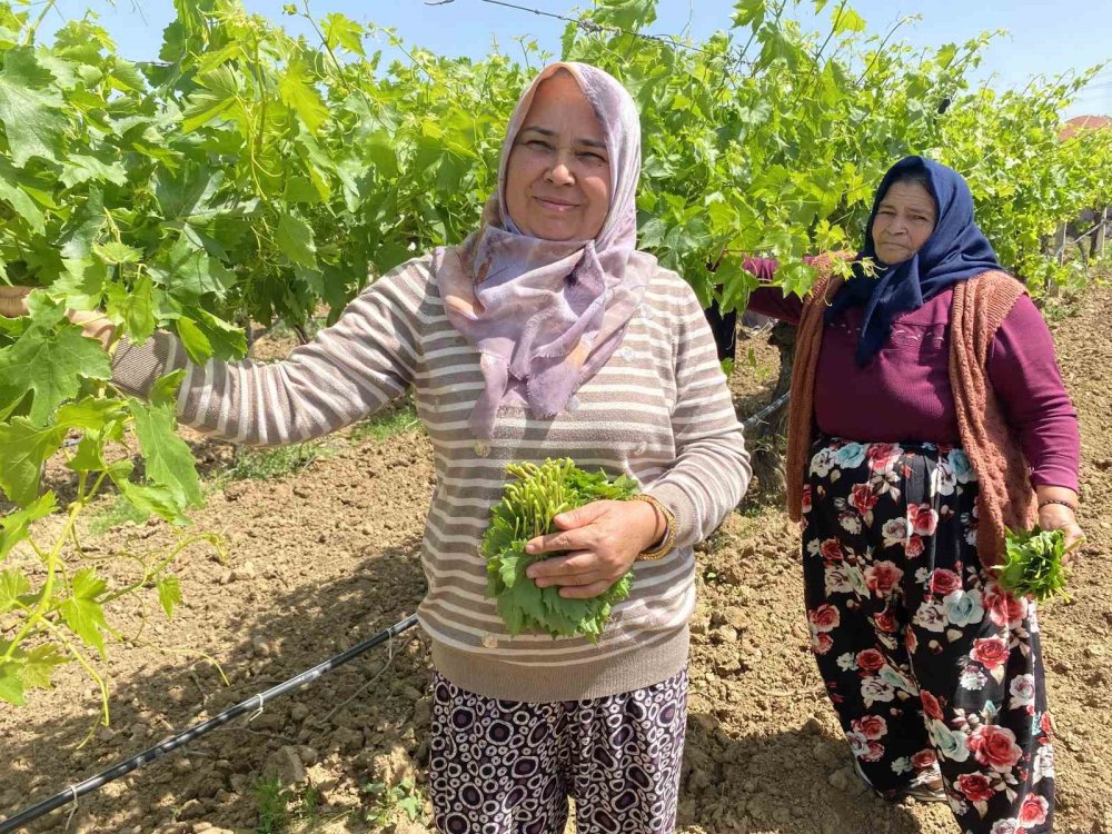 Üretici de tüketici de meyvenin değil yaprağın peşinde