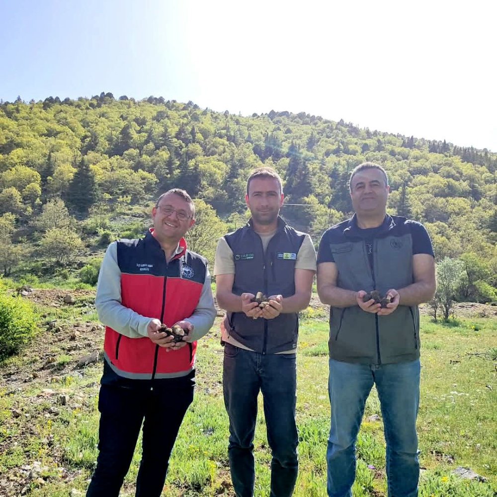 Konya'da Kuzu Göbeği araştırması: Kilosu 1250 lira