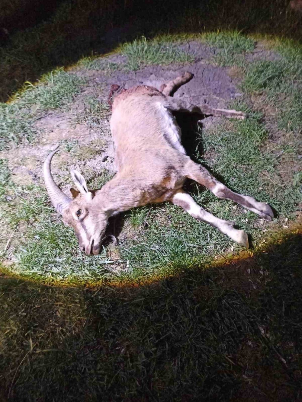 Seydişehir'de koruma altındaki yaban keçisini avlayan 2 kişiye 687 bin lira ceza