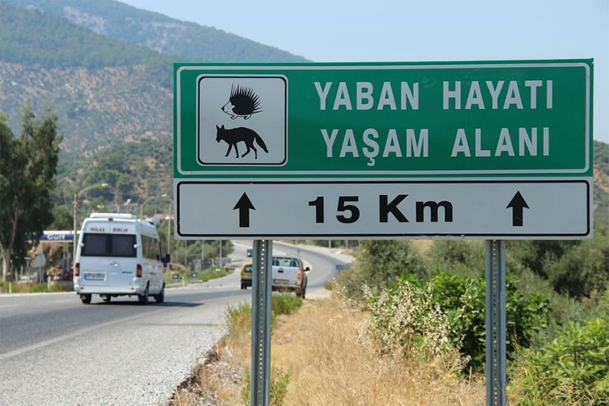 saz-kedisi-2.jpg