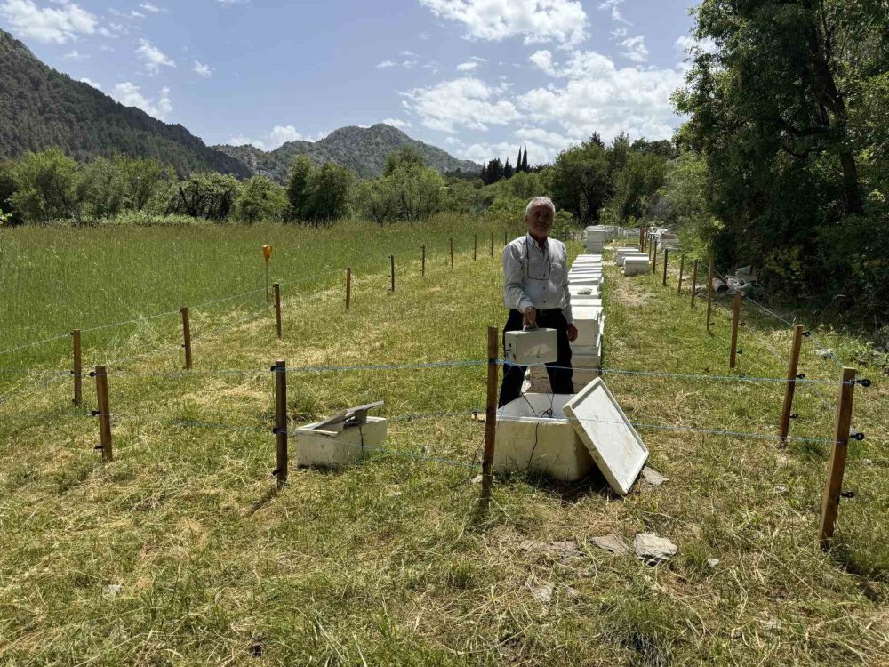 Arıcılar ayı nöbetinde: Kovanlar elektrikli telle çevrildi