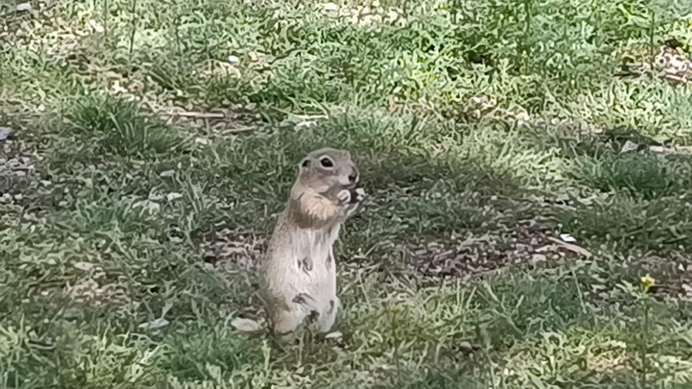Tarlaları gelengi bastı