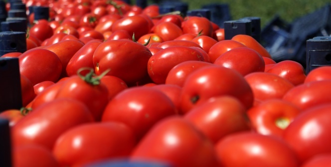 domates-2.jpg