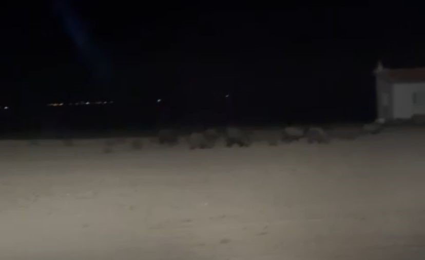 Konya’da çiftçiler domuz nöbetinde