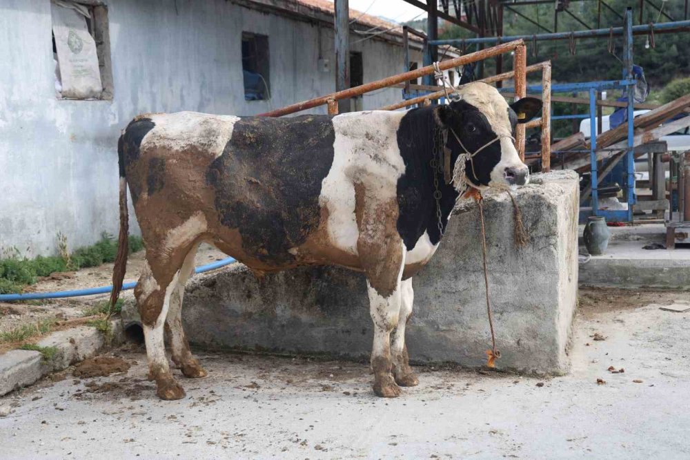 Ava giderken avlandı: Kurbanlık danaya 200 bin TL kaptırdı