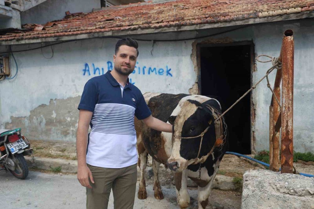 Ava giderken avlandı: Kurbanlık danaya 200 bin TL kaptırdı