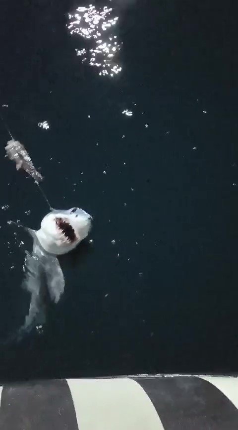 Oltasına takılan köpek balığı yavrusunu arkadaşına nispet yaparak denize bıraktı